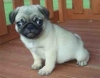 Quality AKC Pug puppies raised indoors